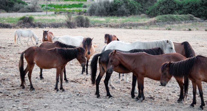 The Scyrian horses